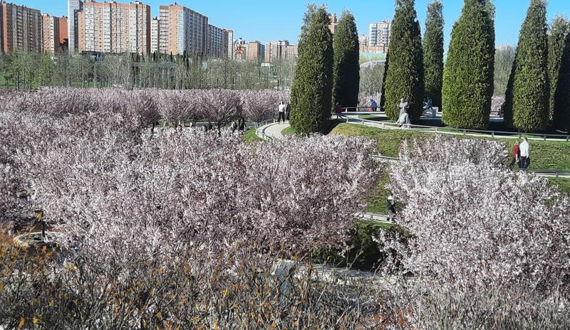 Bitrix 150024: Park-Galitskogo-vesna.jpg