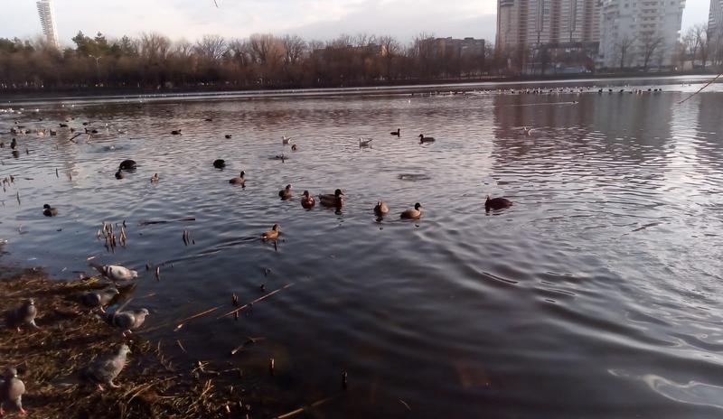 Bitrix 147228: Park-Stadiona-Kuban-_2_.jpg