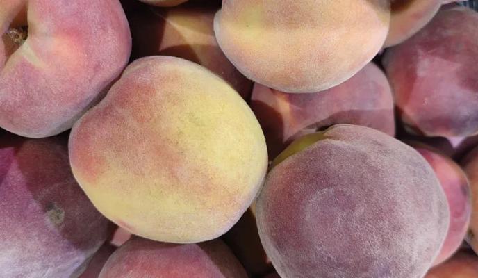 Bitrix 158210: Persiki.jpeg