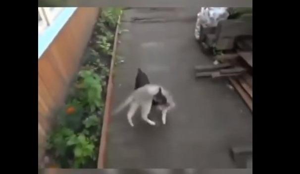 Bitrix 113912: Pes-kataet-na-spine-kota.jpg