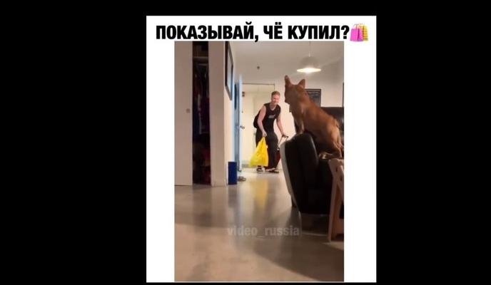 Bitrix 115601: Pes-promenyal-khozyaina-na-pakety-s-edoy.jpg