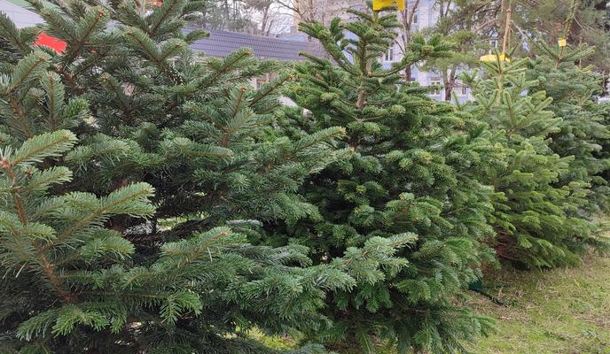 Bitrix 161940: Pikhta-elka-elochnyi_-bazar2.jpg