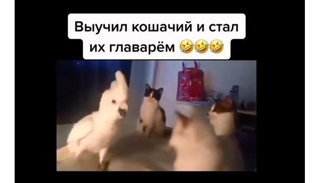 Bitrix 114255: Popugay-vyuchil-koshachiy-yazyk.jpg