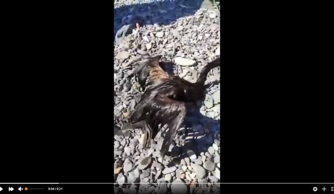 Bitrix 116141: Pritsy-v-mazute-v-Anape.jpg