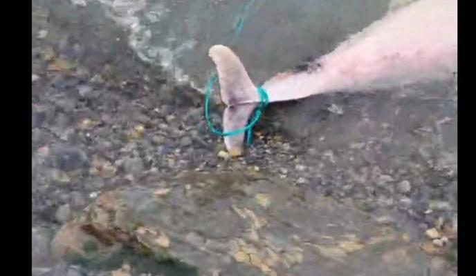 Bitrix 131421: PsVVni8U1w4.jpg