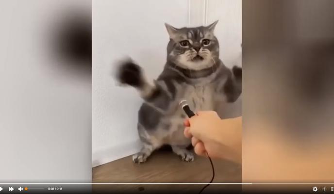 Bitrix 108768: Reaktsiya-kota.jpg