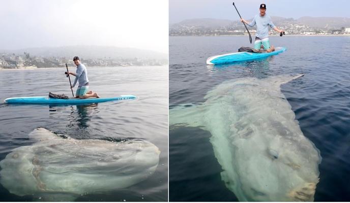 Bitrix 109272: Ryba_luna.jpg