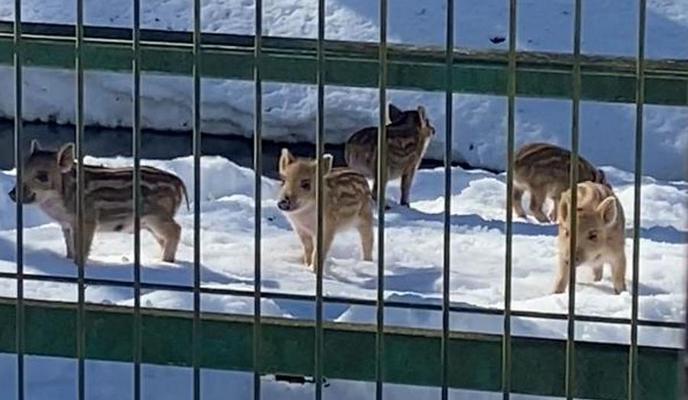 Bitrix 113162: SVinki.jpg