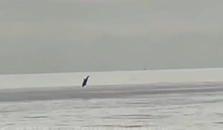 Bitrix 126028: Screenshot_20221117_101948_Video-Player.jpg