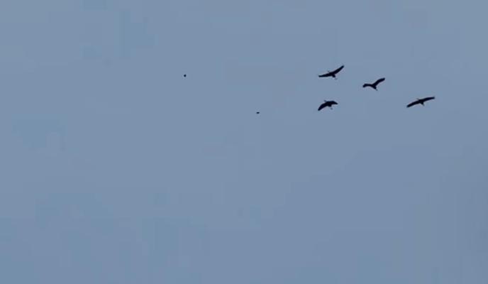 Bitrix 111812: SiWAz8c_yLo.jpg