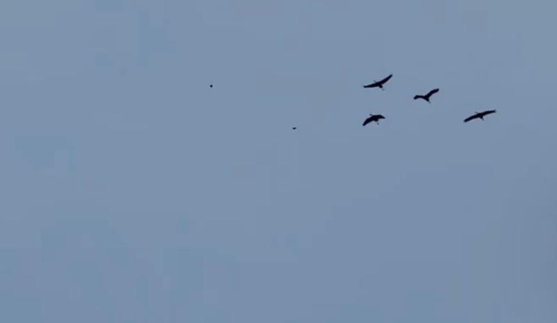Bitrix 111812: SiWAz8c_yLo.jpg