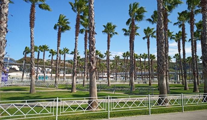 Bitrix 131326: Sochi-palmy.jpeg