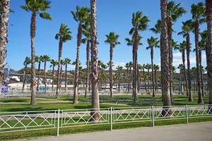 Bitrix 150362: Sochi-palmy.jpeg