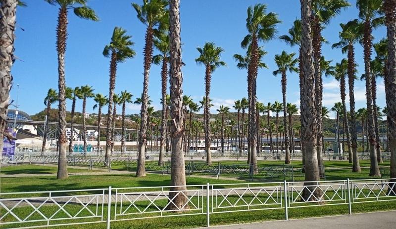 Bitrix 150362: Sochi-palmy.jpeg