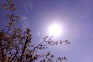 Bitrix 133730: Solntse.jpg