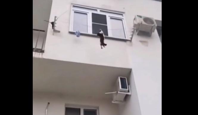 Bitrix 114276: Spasenie-koshki-v-Sochi.jpg