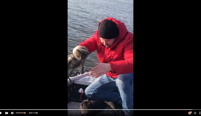 Bitrix 109025: Spasli-kotov.jpg