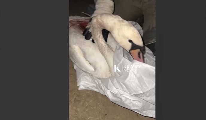 Bitrix 128864: Spasli-lebedya.jpg