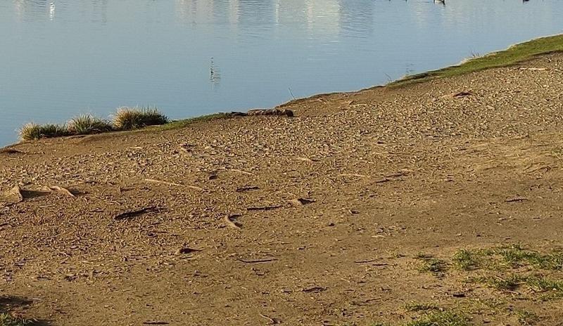 Bitrix 145694: Staraya-Kuban-park-reka-yanvar-.jpg