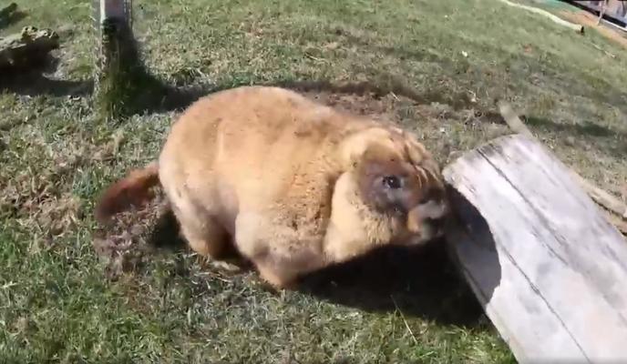 Bitrix 115808: Surok-Archi.jpg