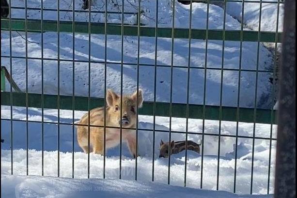 Bitrix 113161: Svinka_malenkaya.jpg