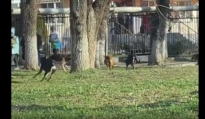 Bitrix 109013: Svora-psov-napadaet.jpg