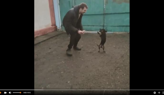 Bitrix 118115: Tantsuyushchaya-taksa.jpg