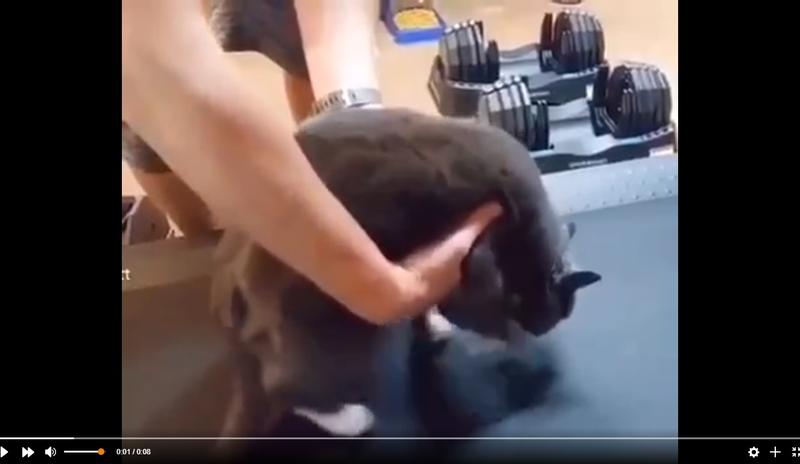 Bitrix 118686: Tolstyy-kot-na-begovoy-dorozhke.jpg