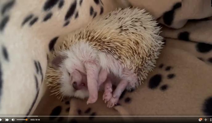 Bitrix 119422: Ulybayushchiysya-ezhik.jpg