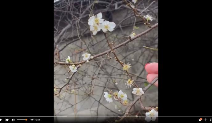 Bitrix 109227: V-Anape-zimoy-tsvetut-derevya.jpg