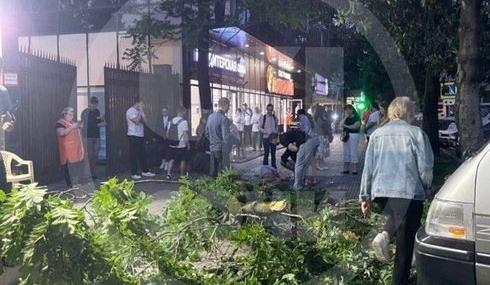 Bitrix 134259: V-Sochi-derevo-upalo-na-zhnshchinu.jpg