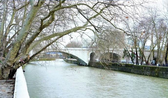 Bitrix 110077: V-Sochi-vyrubyat-platany.jpg