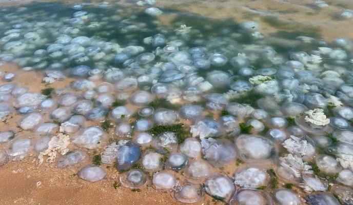 Bitrix 122281: WhatsApp-Image-2022_08_19-at-15.53.40.jpeg