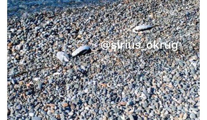 Bitrix 147093: WhatsApp-Image-2024_02_26-at-17.44.03.jpeg