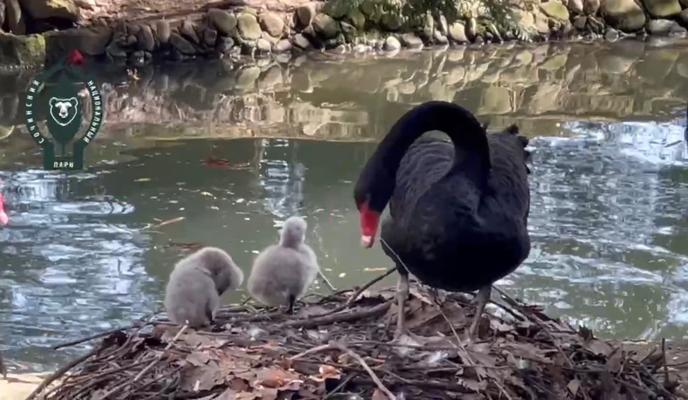 Bitrix 115661: ZMi3lMKz4ds.jpg