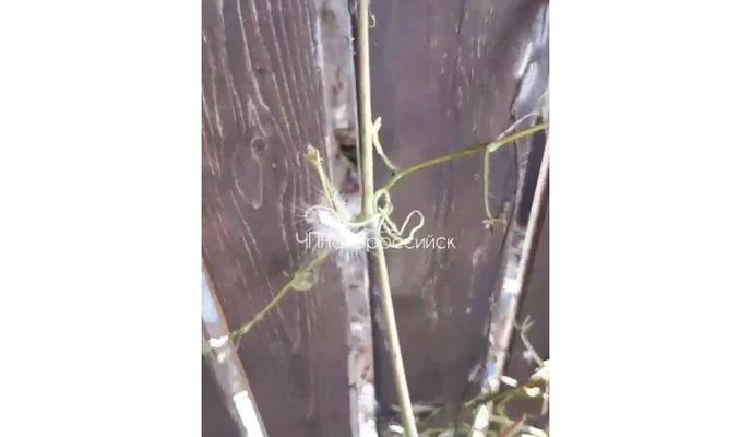 Bitrix 122262: ZYjSIVfWKEma0Mr7rKQQUUgG_2wfzaKJRtmE5DhAFS_O_fk10sosGTIucaQcZuIbpMKflDeZtd1LP8FenwSjm5Sj.jpg