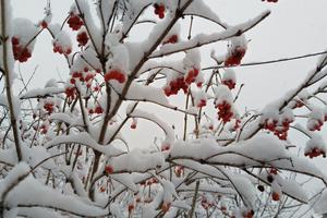 Bitrix 143119: Zima-sneg4.jpg