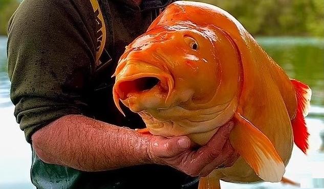 Bitrix 126267: Zolotaya-rybka.jpg