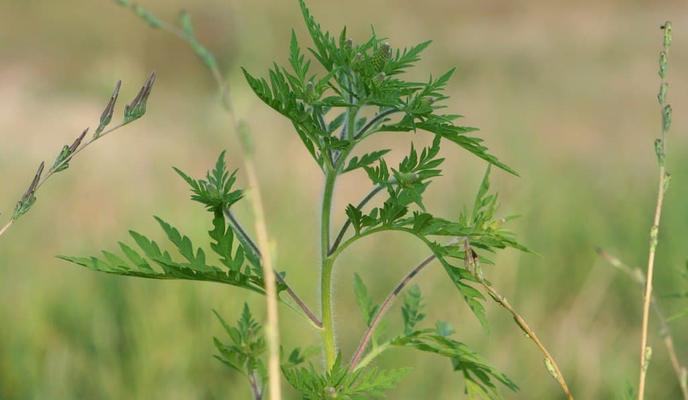 Bitrix 103227: ambroziya.jpg