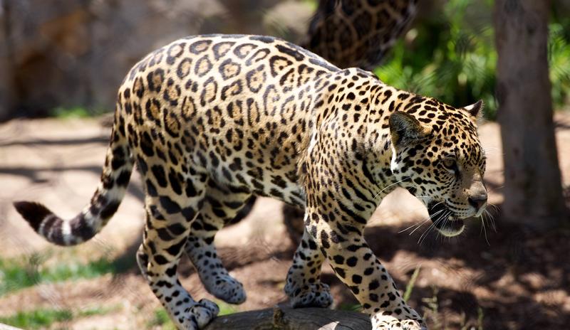 Bitrix 89973: animal_1868207_1920-_1_.jpg