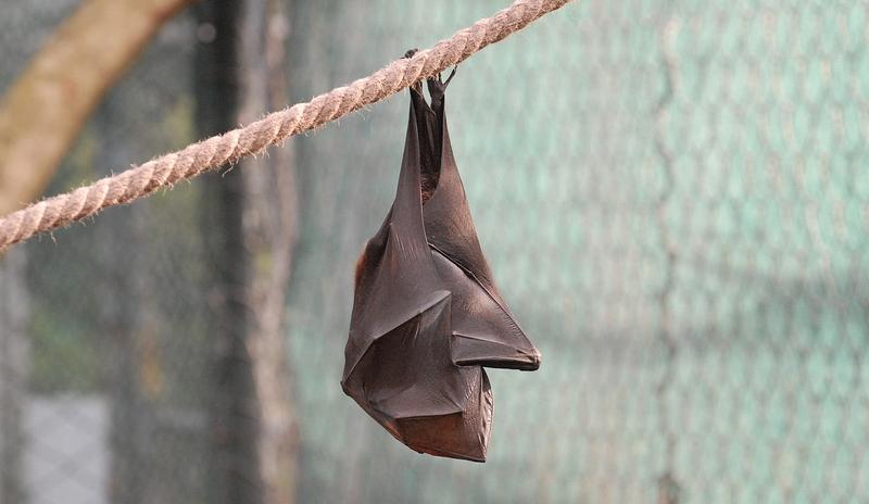 Bitrix 96550: animal_4986481_1280.jpg