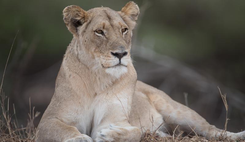 Bitrix 99810: beautiful_lioness_nature.jpg