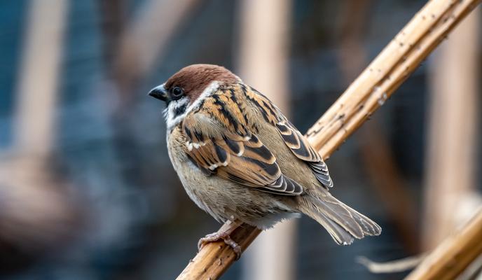 Bitrix 184579: beautiful_shot_cute_sparrow_standing_branch_park.jpg