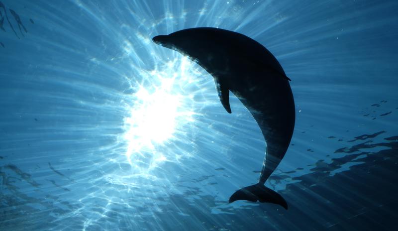 Bitrix 165015: beautiful_shot_dolphin_silhouette_water.jpg