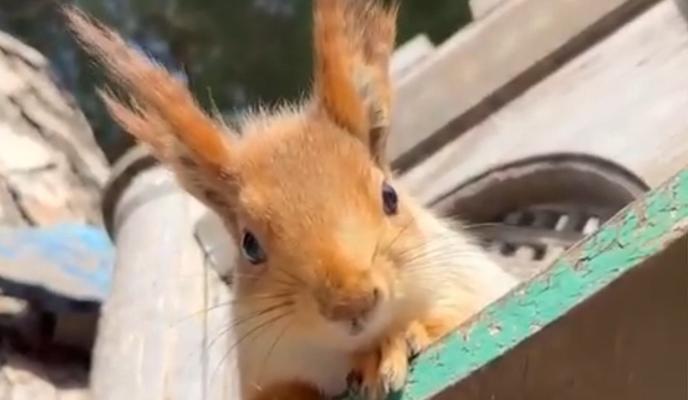 Bitrix 115162: belka.jpg