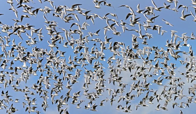 Bitrix 91861: black_headed_gulls_1731511_1280.jpg