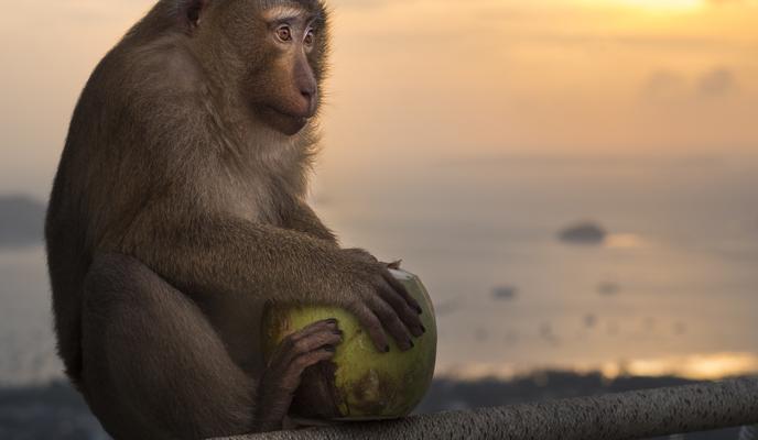 Bitrix 168795: bonnet_macaque_sitting_railing_holding_green_coconut.jpg
