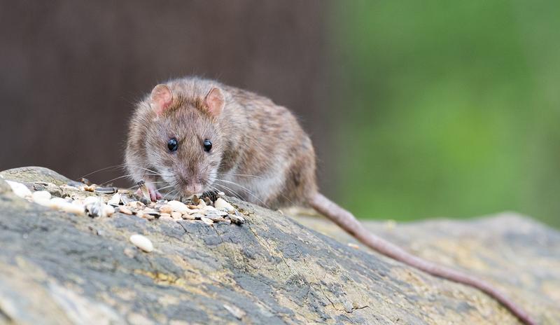 Bitrix 98592: brown_rat_2115585_1280.jpg