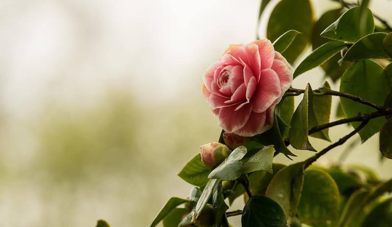 Bitrix 110761: camellia_g48850aedd_1920.jpg