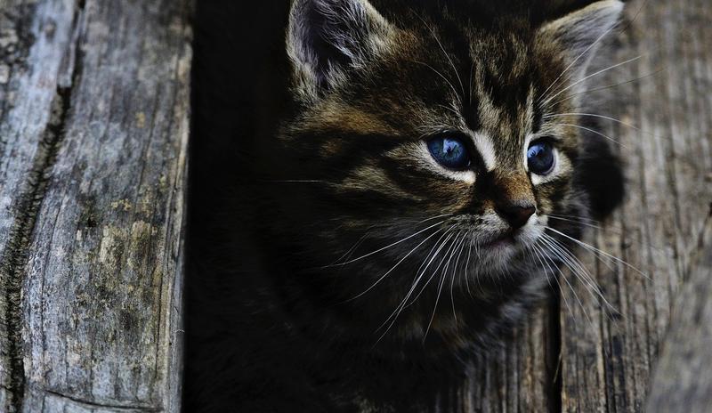 Bitrix 93556: cat_914110_1280.jpg